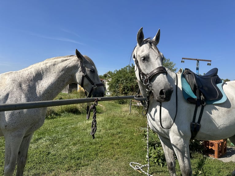 PRE Mix Wallach 9 Jahre 165 cm Schimmel in Leegebruch