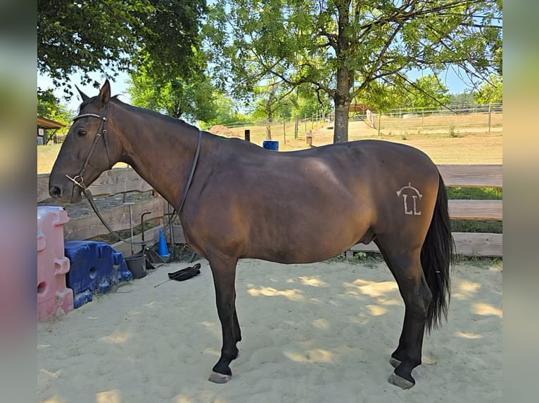 PRE Wallach 9 Jahre 165 cm Schwarzbrauner in Schriesheim
