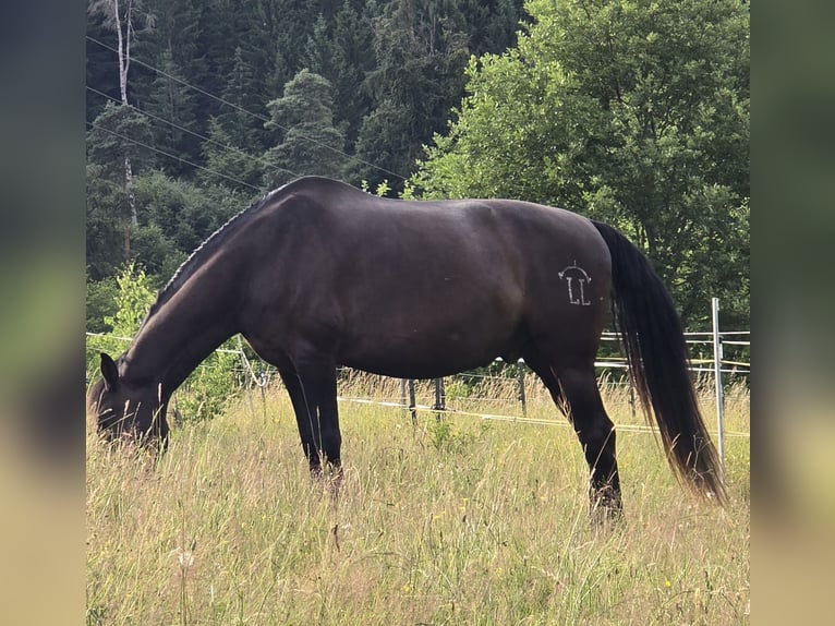 PRE Wallach 9 Jahre 165 cm Schwarzbrauner in Schriesheim