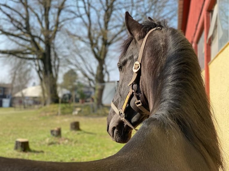 PRE Wallach 9 Jahre 165 cm Schwarzbrauner in Schriesheim