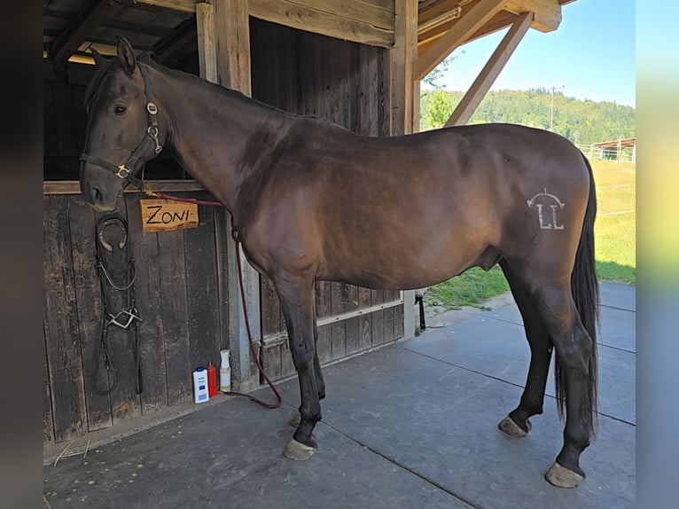 PRE Wallach 9 Jahre 165 cm Schwarzbrauner in Schriesheim