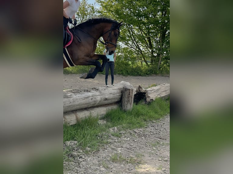 PRE Mix Wallach 9 Jahre 166 cm Brauner in Neuburg
