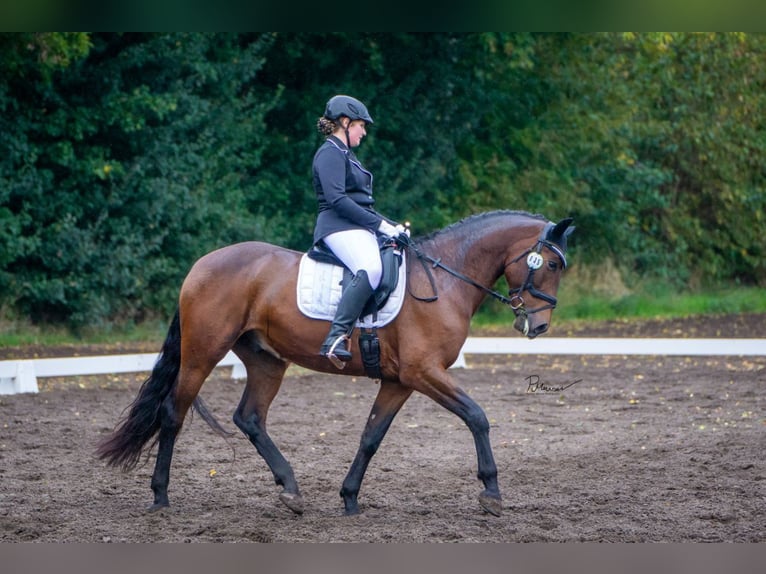 PRE Mix Wallach 9 Jahre 166 cm Brauner in Neuburg