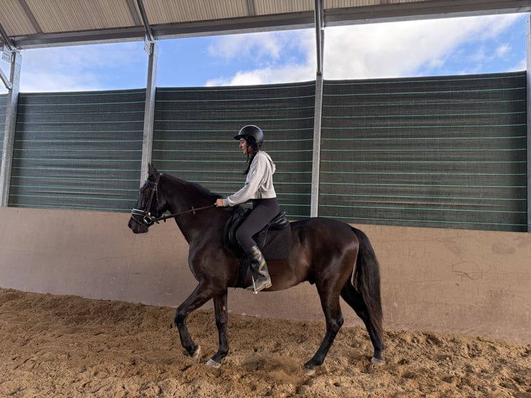 PRE Wallach 9 Jahre 166 cm Dunkelbrauner in San Vicente De Elviña