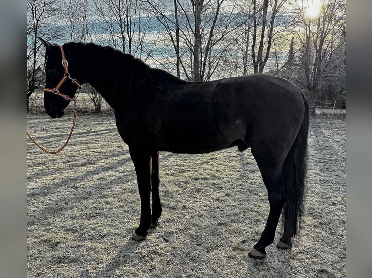 PRE Wallach 9 Jahre 166 cm Dunkelbrauner in Reiskirchen