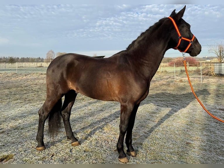 PRE Wallach 9 Jahre 166 cm Dunkelbrauner in Reiskirchen