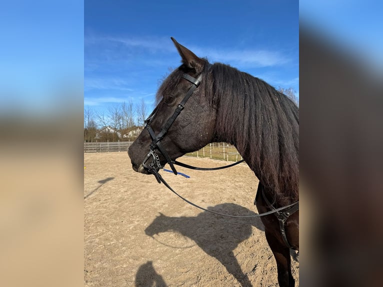 PRE Wallach 9 Jahre 166 cm Dunkelbrauner in Reiskirchen