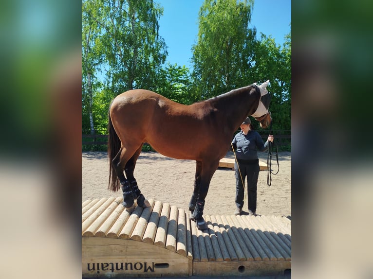 PRE Wallach 9 Jahre 167 cm Brauner in Nuernberg