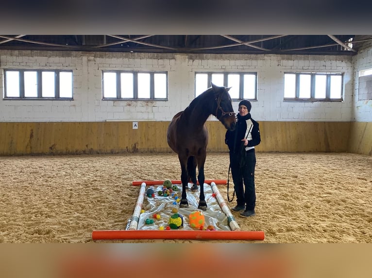PRE Wallach 9 Jahre 167 cm Brauner in Nuernberg