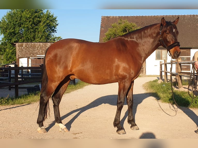 PRE Wallach 9 Jahre 167 cm Brauner in Nuernberg