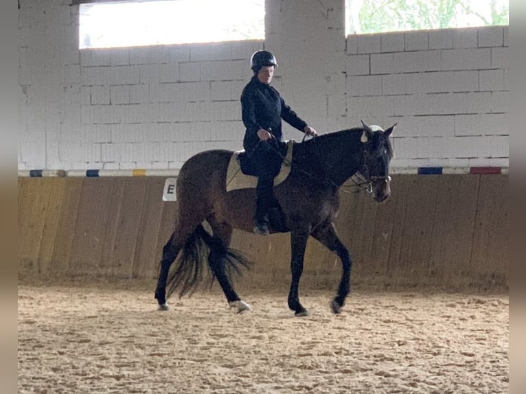 PRE Wallach 9 Jahre 167 cm Brauner in Nuernberg