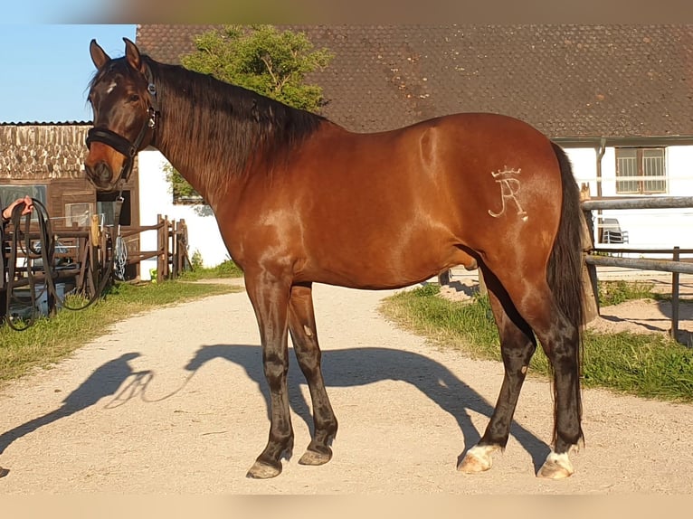 PRE Wallach 9 Jahre 167 cm Brauner in Nuernberg