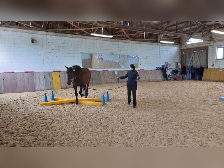 PRE Wallach 9 Jahre 167 cm Brauner in Nuernberg