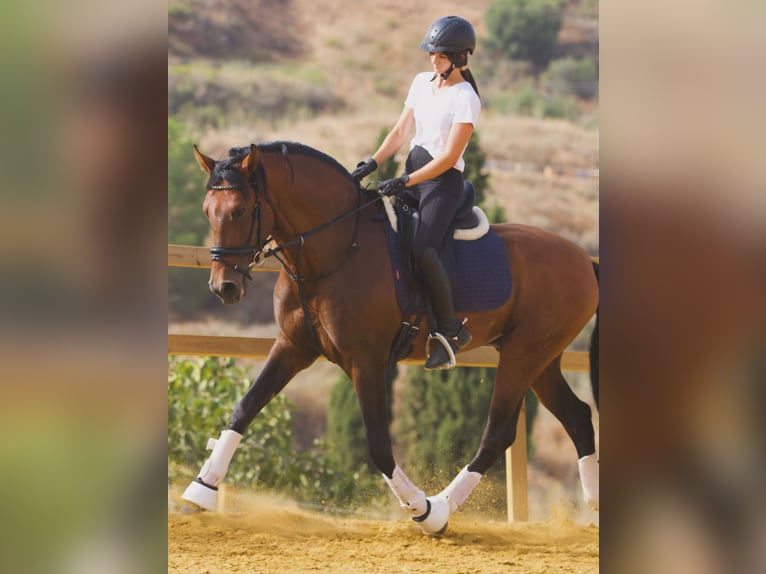 PRE Wallach 9 Jahre 167 cm Brauner in Mijas