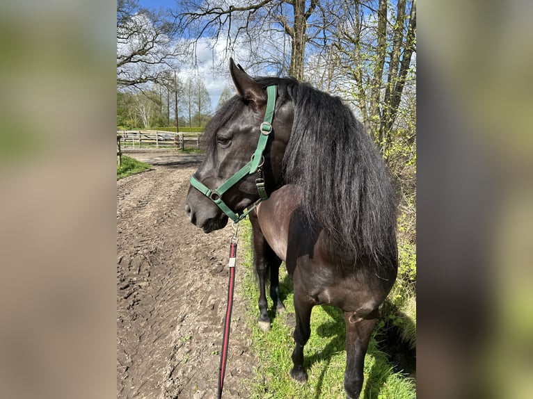 PRE Mix Wallach 9 Jahre 167 cm Rappe in Hamburg