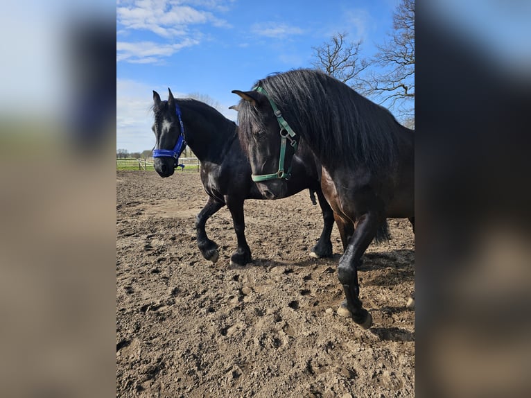 PRE Mix Wallach 9 Jahre 167 cm Rappe in Hamburg