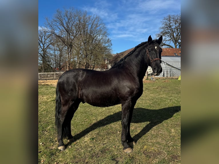 PRE Wallach 9 Jahre 168 cm Rappe in Wietze