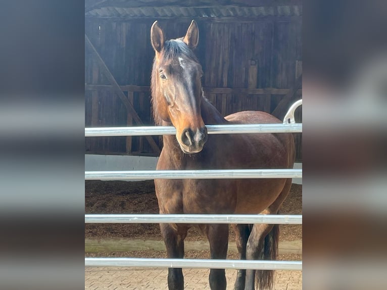 PRE Mix Wallach 9 Jahre 169 cm Brauner in Aldingen