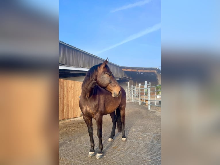 PRE Mix Wallach 9 Jahre 169 cm Brauner in Aldingen