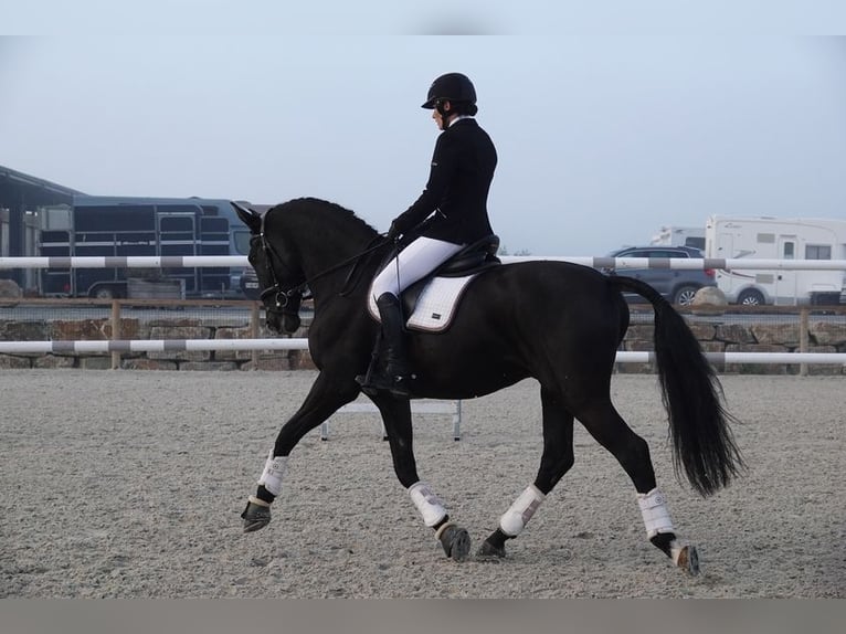 PRE Wallach 9 Jahre 169 cm Rappe in champfleur