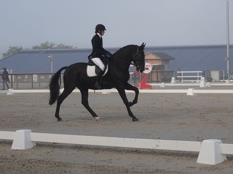 PRE Wallach 9 Jahre 169 cm Rappe in champfleur