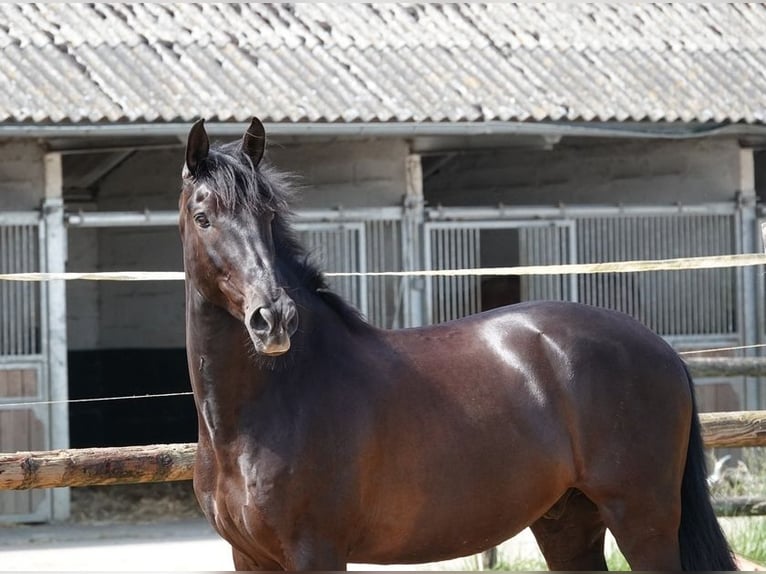 PRE Wallach 9 Jahre 169 cm Rappe in champfleur