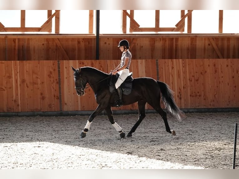 PRE Wallach 9 Jahre 169 cm Rappe in Champfleur