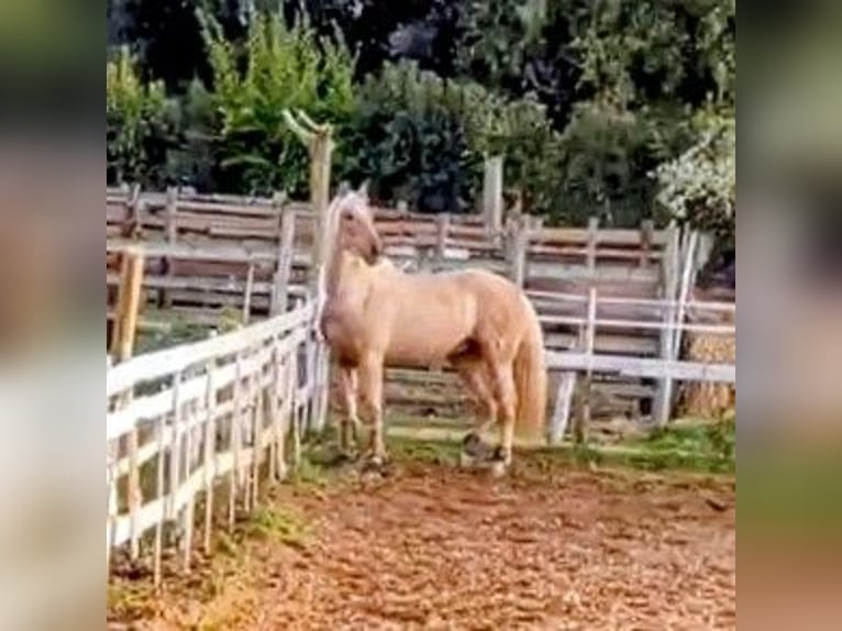 PRE Mix Wallach 9 Jahre 170 cm Palomino in Rom