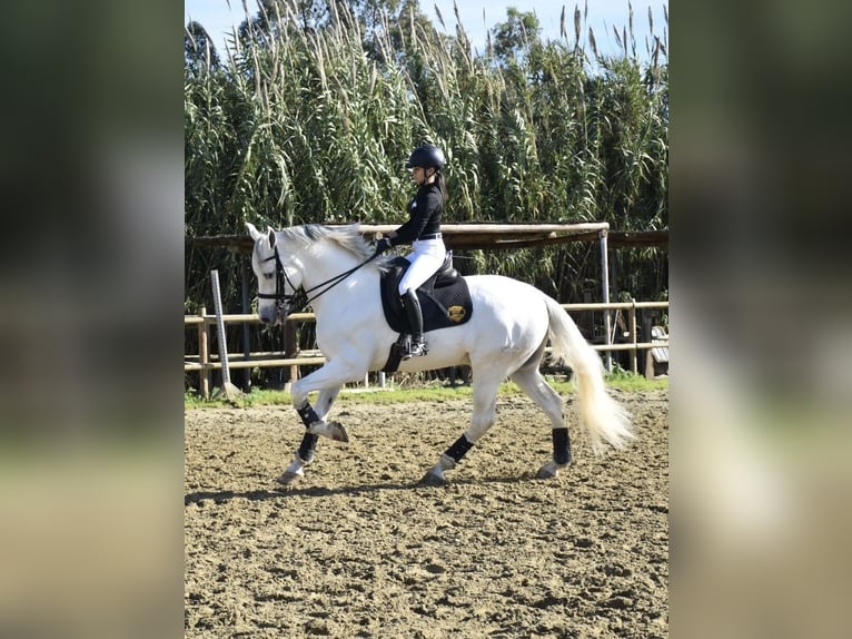 PRE Mix Wallach 9 Jahre 170 cm Schimmel in Los Barrios