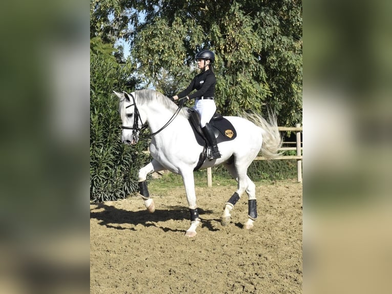 PRE Mix Wallach 9 Jahre 170 cm Schimmel in Los Barrios