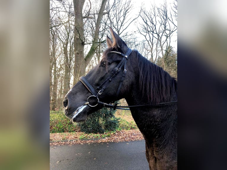 PRE Mix Wallach 9 Jahre 172 cm Rappe in Bötersen