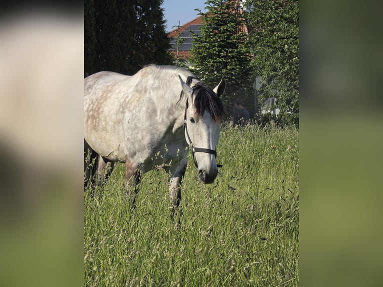 PRE Wallach 9 Jahre 172 cm Schimmel in Loipersbach im Burgenland