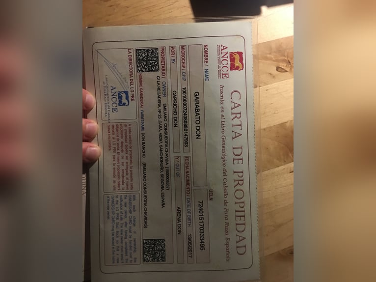 PRE Wallach 9 Jahre 172 cm Schimmel in Müllendorf