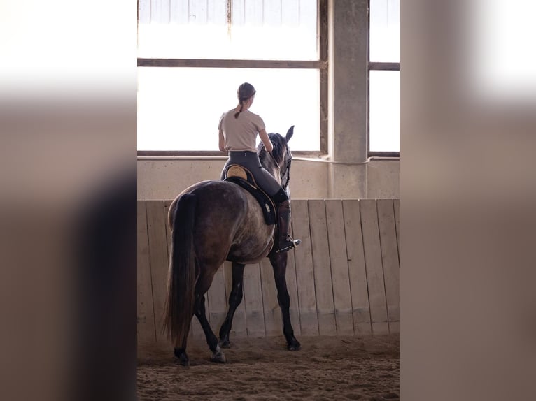 PRE Wallach 9 Jahre 172 cm Schimmel in Müllendorf