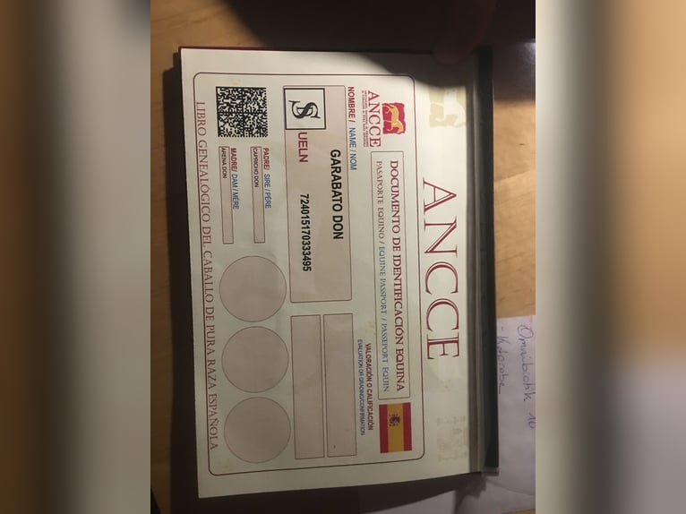 PRE Wallach 9 Jahre 172 cm Schimmel in Müllendorf