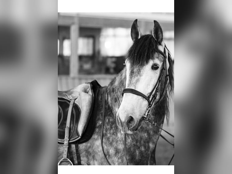 PRE Wallach 9 Jahre 172 cm Schimmel in Müllendorf