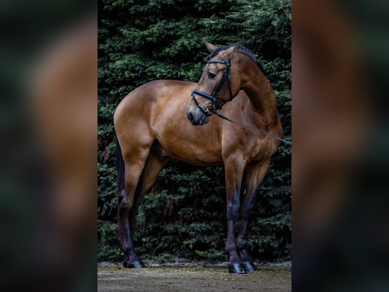 PRE Mix Wallach 9 Jahre 173 cm Buckskin in NAVAS DEL MADRONO