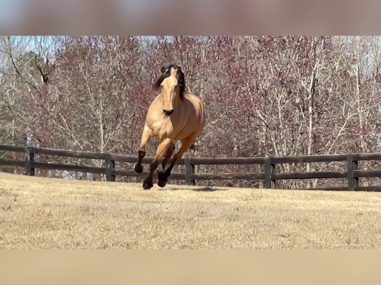 PRE Mix Wallach 9 Jahre Buckskin in Aiken