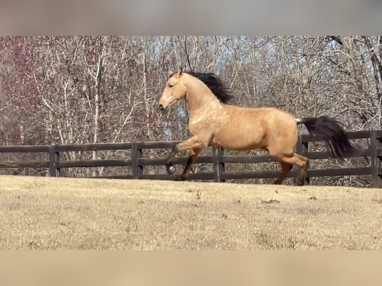 PRE Mix Wallach 9 Jahre Buckskin in Aiken