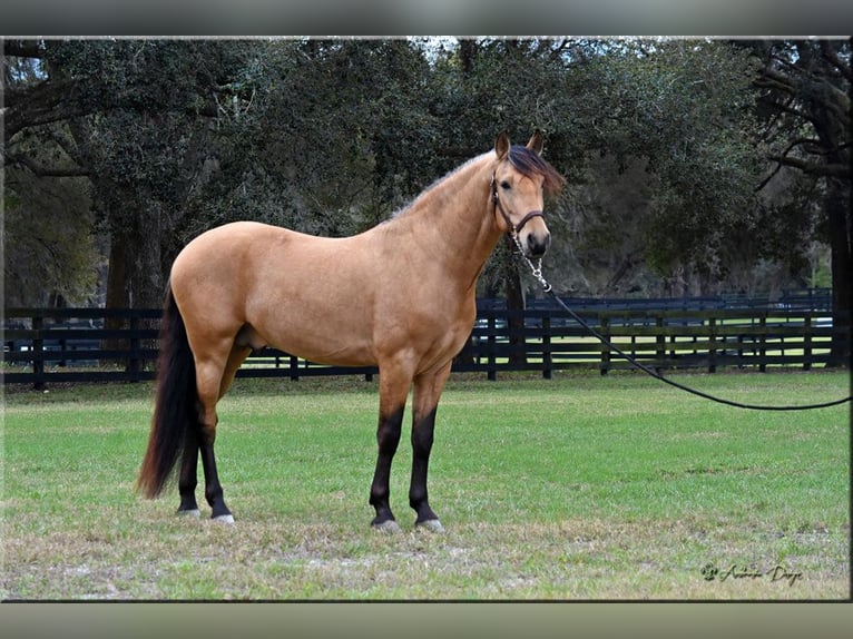 PRE Mix Wallach 9 Jahre Buckskin in Aiken