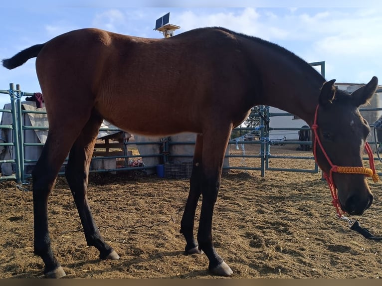 PRE Wallach Fohlen (02/2025) 170 cm Brauner in Cuenca PRE Wallach Fohlen (02/2025) 170 cm Brauner in Cuenca