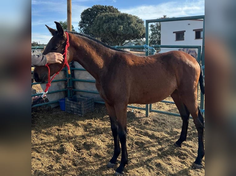 PRE Wallach Fohlen (02/2025) 170 cm Brauner in Cuenca PRE Wallach Fohlen (02/2025) 170 cm Brauner in Cuenca