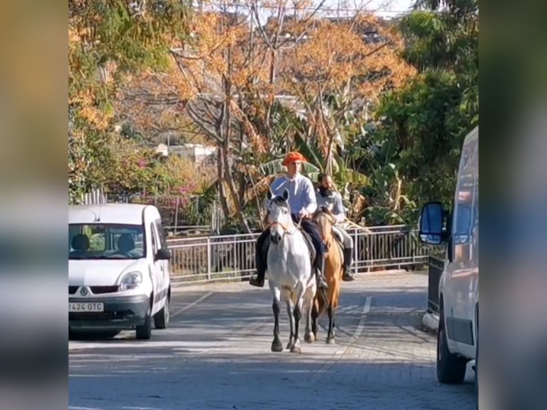 PRE Mestizo Yegua 10 años 155 cm Tordo in Adra Almeria