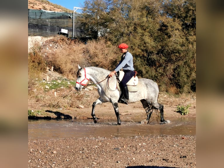 PRE Mestizo Yegua 10 años 155 cm Tordo in Adra Almeria
