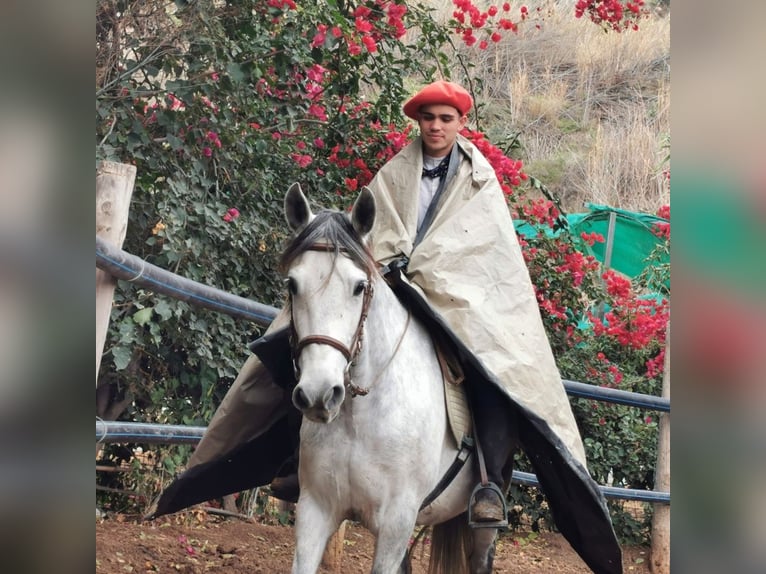 PRE Mestizo Yegua 10 años 155 cm Tordo in Adra Almeria