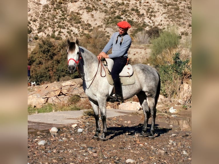PRE Mestizo Yegua 10 años 155 cm Tordo in Adra Almeria