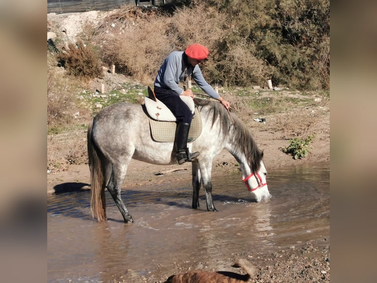 PRE Mestizo Yegua 10 años 155 cm Tordo in Adra Almeria