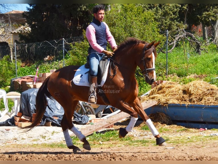 PRE Yegua 10 años 160 cm Alazán in Provinz Malaga