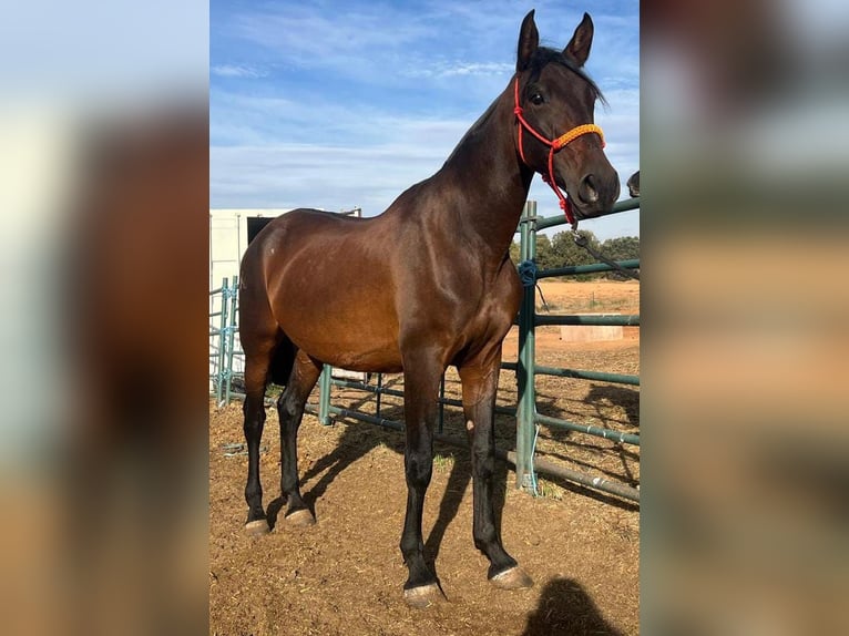PRE Yegua 10 años 163 cm Castaño in Cuenca