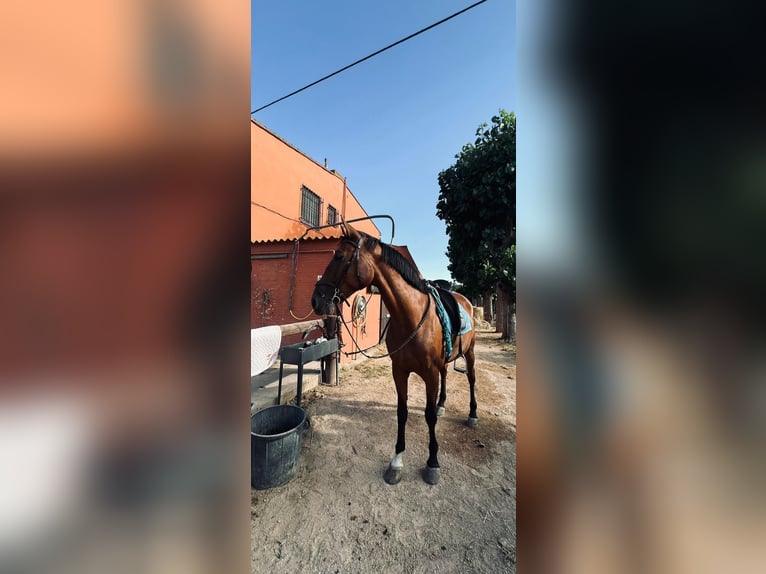 PRE Mestizo Yegua 10 años 163 cm Castaño in Estartit, L'